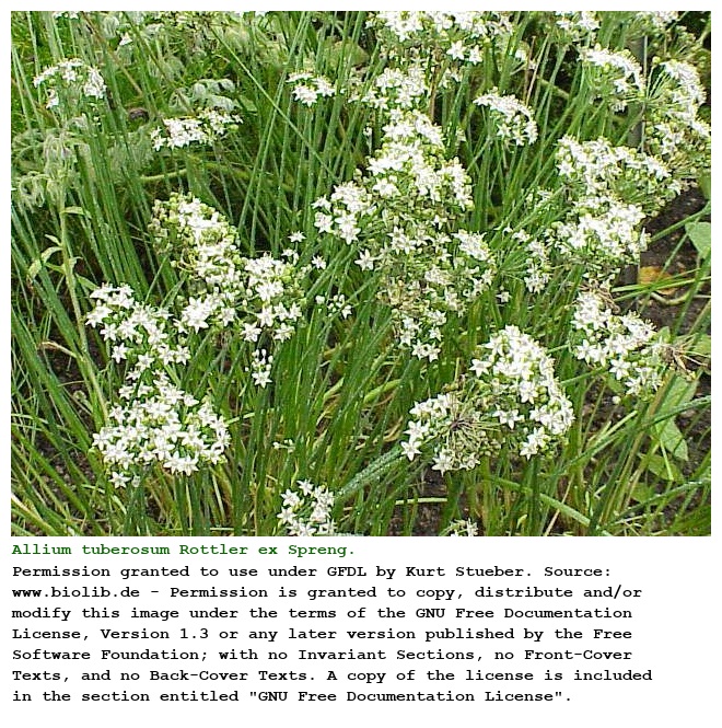 Allium tuberosum Rottler ex Spreng.